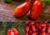 Comprar sementes de tomate em promoção, comprar semente de tomate, comprar semente de tomate diferente,  plantar sementes de tomates, plantar sementes de tomate no vaso, plantar tomate na horta, plantar sementes de tomate no quintal, comprar sementes de t