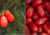 Comprar sementes de tomate em promoção, comprar semente de tomate, comprar semente de tomate diferente,  plantar sementes de tomates, plantar sementes de tomate no vaso, plantar tomate na horta, plantar sementes de tomate no quintal, comprar sementes de t