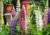 Semente de tremoço de jardim sortido, semente de lindas flores sortidas, sementes de tremoço de jardim, comprar semente de flor colorida, onde comprar semente de flor em tons pastéis, sementes de flores tons claros