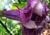 Semente de datura metel, onde comprar semente de saia-roxa, comprar semente de trombeta de anjo roxa, sementes de trombeta dos anjos, semente de saia roxa, sementes de trombeta de anjo, comprar semente de trombeta dos anjos
