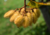 semente de urucum amarelo, sementes de urucum amarelo, comprar semente de colorau amarelo, sementes de colorau amarelo, onde comprar sementes de urucum amarelo, onde comprar sementes de colorau amarelo, sementes de colorau, sementes de urucum amarelo