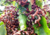 Plantar sementes de uva japonesa, comprar sementes de uva do Japão, plantar uva do Japão em vaso, plantar uva japonesa, comprar sementes de uva japonesa, plantar árvores, comprar sementes de frutas 
