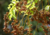Plantar sementes de uva japonesa, comprar sementes de uva do Japão, plantar uva do Japão em vaso, plantar uva japonesa, comprar sementes de uva japonesa, plantar árvores, comprar sementes de frutas 