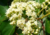 Plantar sementes de uva japonesa, comprar sementes de uva do Japão, plantar uva do Japão em vaso, plantar uva japonesa, comprar sementes de uva japonesa, plantar árvores, comprar sementes de frutas 