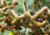 Plantar sementes de uva japonesa, comprar sementes de uva do Japão, plantar uva do Japão em vaso, plantar uva japonesa, comprar sementes de uva japonesa, plantar árvores, comprar sementes de frutas 
