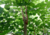 Plantar sementes de uva japonesa, comprar sementes de uva do Japão, plantar uva do Japão em vaso, plantar uva japonesa, comprar sementes de uva japonesa, plantar árvores, comprar sementes de frutas 