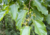 Plantar sementes de uva japonesa, comprar sementes de uva do Japão, plantar uva do Japão em vaso, plantar uva japonesa, comprar sementes de uva japonesa, plantar árvores, comprar sementes de frutas 