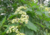 Plantar sementes de uva japonesa, comprar sementes de uva do Japão, plantar uva do Japão em vaso, plantar uva japonesa, comprar sementes de uva japonesa, plantar árvores, comprar sementes de frutas 