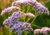 semente de valeriana officinalis, semente de valeriana, semente de valeriana silvestre, sementes de ervas, ervas boas para saúde, sementes de ervas, comprar sementes de valeriana silvestre, comprar sementes de valeriana, comprar sementes de valeriana offi
