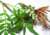semente de valeriana officinalis, semente de valeriana, semente de valeriana silvestre, sementes de ervas, ervas boas para saúde, sementes de ervas, comprar sementes de valeriana silvestre, comprar sementes de valeriana, comprar sementes de valeriana offi