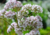 semente de valeriana officinalis, semente de valeriana, semente de valeriana silvestre, sementes de ervas, ervas boas para saúde, sementes de ervas, comprar sementes de valeriana silvestre, comprar sementes de valeriana, comprar sementes de valeriana offi