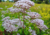 semente de valeriana officinalis, semente de valeriana, semente de valeriana silvestre, sementes de ervas, ervas boas para saúde, sementes de ervas, comprar sementes de valeriana silvestre, comprar sementes de valeriana, comprar sementes de valeriana offi