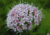 semente de valeriana officinalis, semente de valeriana, semente de valeriana silvestre, sementes de ervas, ervas boas para saúde, sementes de ervas, comprar sementes de valeriana silvestre, comprar sementes de valeriana, comprar sementes de valeriana offi