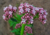 semente de valeriana officinalis, semente de valeriana, semente de valeriana silvestre, sementes de ervas, ervas boas para saúde, sementes de ervas, comprar sementes de valeriana silvestre, comprar sementes de valeriana, comprar sementes de valeriana offi