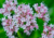 semente de valeriana officinalis, semente de valeriana, semente de valeriana silvestre, sementes de ervas, ervas boas para saúde, sementes de ervas, comprar sementes de valeriana silvestre, comprar sementes de valeriana, comprar sementes de valeriana offi