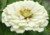 Comprar sementes de flor, semente de flores exóticas, sementes em promoção, semente de zínnia, sementes para presente, plantar semente de flor no jardim, plantar sementes no vaso, comprar sementes de flor, comprar sementes de zínnia no Armazém da Roça