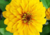  sementes de flor, sementes de flores exóticas, sementes em promoção, semente de zínnia amarela, sementes para presente, plantar semente de flor no jardim, plantar sementes no vaso, comprar sementes de flor, comprar sementes de zínnia no Armazém da Roça