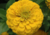  sementes de flor, sementes de flores exóticas, sementes em promoção, semente de zínnia amarela, sementes para presente, plantar semente de flor no jardim, plantar sementes no vaso, comprar sementes de flor, comprar sementes de zínnia no Armazém da Roça