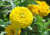  sementes de flor, sementes de flores exóticas, sementes em promoção, semente de zínnia amarela, sementes para presente, plantar semente de flor no jardim, plantar sementes no vaso, comprar sementes de flor, comprar sementes de zínnia no Armazém da Roça