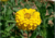  sementes de flor, sementes de flores exóticas, sementes em promoção, semente de zínnia amarela, sementes para presente, plantar semente de flor no jardim, plantar sementes no vaso, comprar sementes de flor, comprar sementes de zínnia no Armazém da Roça