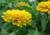  sementes de flor, sementes de flores exóticas, sementes em promoção, semente de zínnia amarela, sementes para presente, plantar semente de flor no jardim, plantar sementes no vaso, comprar sementes de flor, comprar sementes de zínnia no Armazém da Roça