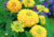  sementes de flor, sementes de flores exóticas, sementes em promoção, semente de zínnia amarela, sementes para presente, plantar semente de flor no jardim, plantar sementes no vaso, comprar sementes de flor, comprar sementes de zínnia no Armazém da Roça
