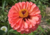 Comprar sementes de flor, semente de flores exóticas, sementes em promoção, semente de zínnia, sementes para presente, plantar semente de flor no jardim, plantar sementes no vaso, comprar sementes de flor, comprar sementes de zínnia no Armazém da Roça