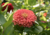 Comprar sementes de flor, semente de flores exóticas, sementes em promoção, semente de zínnia, sementes para presente, plantar semente de flor no jardim, plantar sementes no vaso, comprar sementes de flor, comprar sementes de zínnia no Armazém da Roça