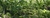 Imagem do banner rotativo Saracura da Mata