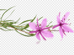 EPILOBIO 100g. Calidad PREMIUM (Epilobium Parviflorum Sch.) - IMPORTADO - en internet