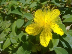 3 Tinturas Madre Hiperico (Hypericum Perforatum) - comprar online
