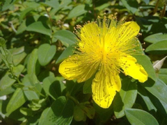 6 Tinturas Madre Hiperico (Hypericum Perforatum) - comprar online