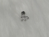 Labret Zircônias