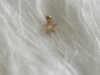 Micro Reto Estrela Aço PVD Gold