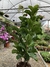 FICUS LYRATA BAMBINO 3 HASTES - Floricultura Garden Center Blumenau