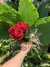 MEIA DUZIA DE ROSAS - loja online
