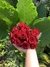UMA DÚZIA DE ROSAS - comprar online