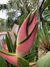 Imagem do BUQUÊ TROPICAL