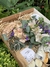 KIT ARBÓREA - Floricultura Garden Center Blumenau