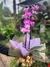 ORQUÍDEA PHALAENOPSIS SIMPLES