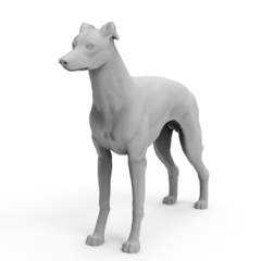 Galgo Italiano
