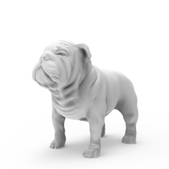 Bulldog Inglés XL