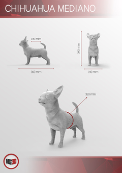 Chihuahua mediano - tienda online
