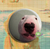 Bottons Memes de Cachorro - Dog Meme - comprar online