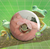 Bottons Memes de Sapo - Frog - Froggy na internet