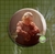 Bottons Jogo of Us - Tropos Store