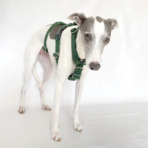 PEITORAL NO ESCAPE - Green - comprar online