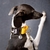 COLEIRA MARTINGALE - Galgos no Espaço Laranja - loja online