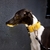 COLEIRA MARTINGALE - Galgos no Espaço Laranja