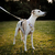 PEITORAL NO ESCAPE - Galgos Rosa
